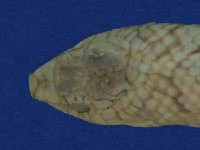 赤背松柏根藏品圖，第3張